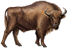 Amazing European Bison - The Amazing European bison project