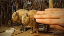 Two European bison (paper) being covered by hand