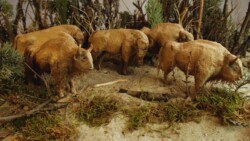 Group of European bison (paper) in dunes