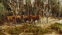 Four European bison (paper) calves in dunes