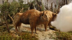 Two European bison (paper) with entering cloud in a dune
