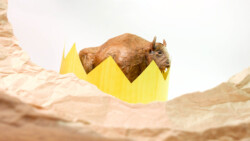 Paper European bison with crown