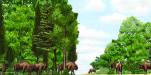 European bison in forest and dunes