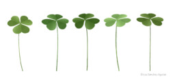 Clover plants