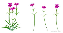 Maiden pink (Dianthus deltoides)