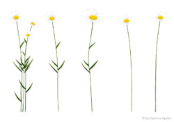 Ox-eye daisy (Leucanthemum vulgare)