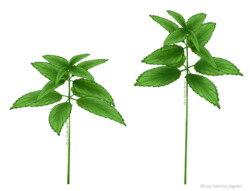 Stinging nettle (Urtica dioica L.)