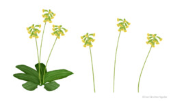 Cowslip (Primula veris)