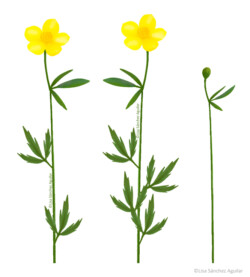 Goldilocks buttercup (Ranunculus auricomus)