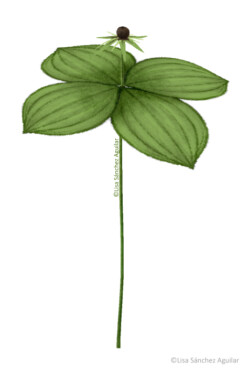 True lover’s knot (Paris quadrifolia)