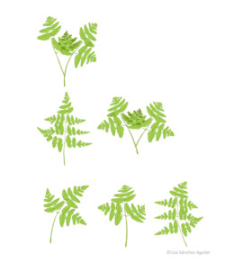 Fern (Gymnocarpium dryopteris)