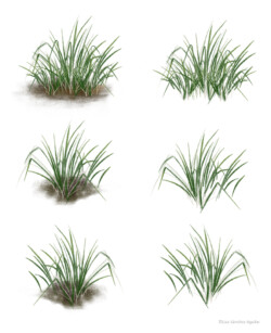 Grass