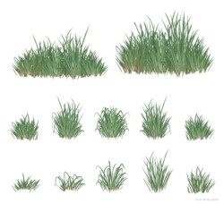 Grass