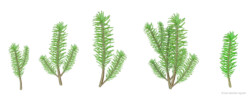 Norway spruce (Picea abies) sapling