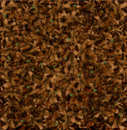 Floor of forest in Autumn