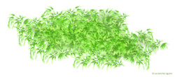 Moss