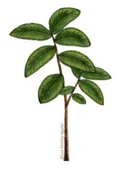 hornbeam (Carpinus betulus) sapling