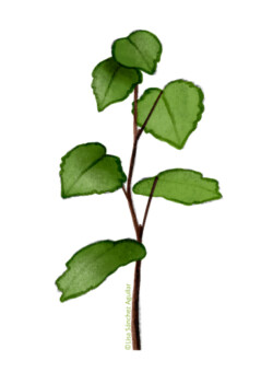 Lime (Tilia Cordata) sapling