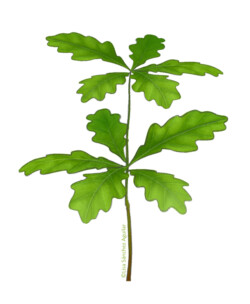 Oak (Quercus robur) sapling