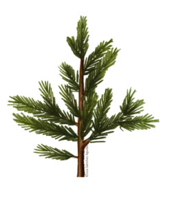 Norway spruce (Picea abies) sapling