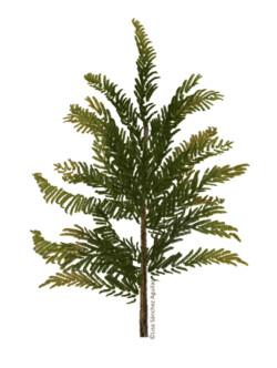 Scots Pine (Pinus sylvestris) sapling