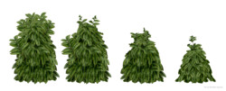 Hornbeam bush (Carpinus betulus) eaten in four steps