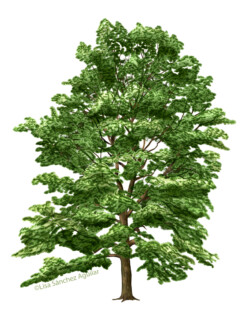 Hornbeam (Carpinus betulus) tree