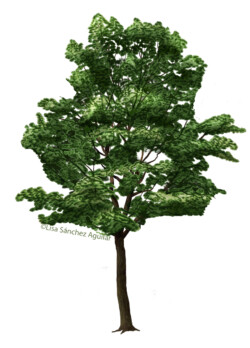 Hornbeam (Carpinus betulus) tree in closed forest