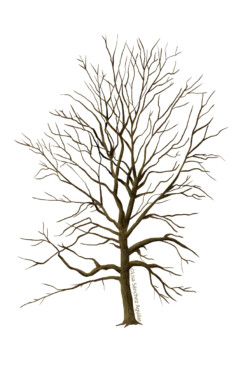 Hornbeam (Carpinus betulus) tree without leaves