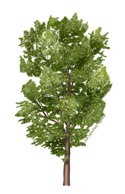 Lime (Tilia cordata) tree