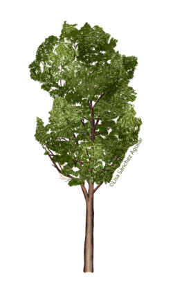 Lime (Tilia cordata) tree in closed forest