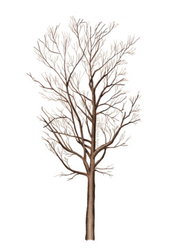 Lime (Tilia cordata) tree without leaves