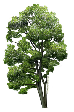 Maple (Acer platanoides) tree