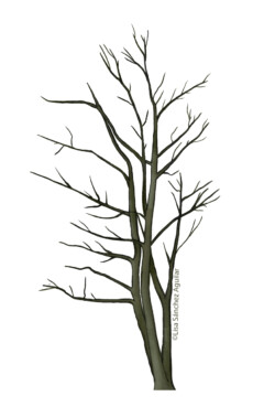 Maple (Acer platanoides) tree without leaves