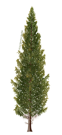 Norway spruce (Picea abies) tree