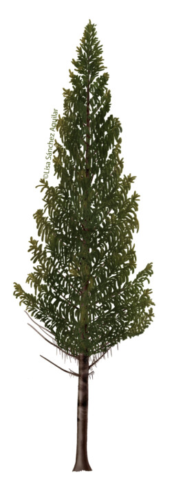 Norway spruce (Picea abies) tree in closed forest