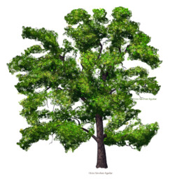 Oak (Quercus robur) tree