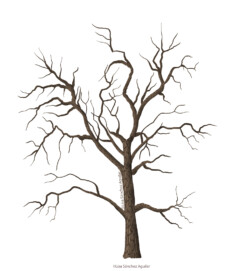 Oak (Quercus robur) tree without leaves