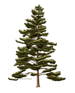 Pine (Pinus silvestris) tree