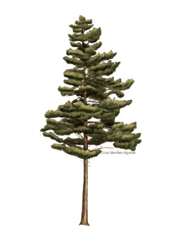 Pine (Pinus silvestris) tree in closed forest