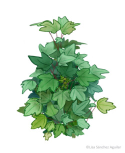 Maple (Acer platanoides) shrub