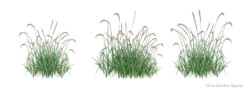 Wood small-reed or bushgrass
(Calamagrostis epigejos)