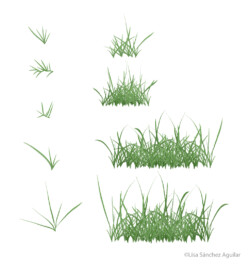 Kentucky bluegrass (Poa pratensis)