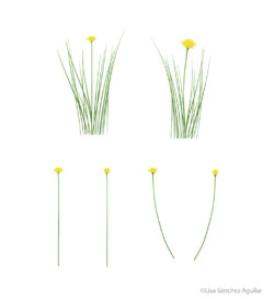 leontodon (Leontodon autumnalis)