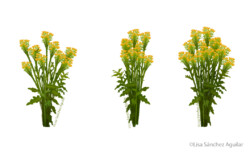 ragwort (Jacobea vulgaris)