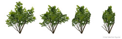 black cherry (Prunus serotina) eaten in four steps