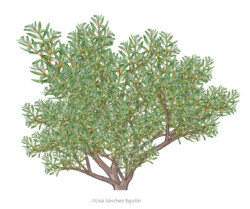 sea-buckthorn (Hippophae rhamnoides)