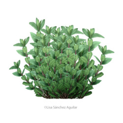 creeping willow (Salix repens) shrub 2