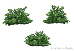 Hawthorn (Crataegus monogyna) shrubs