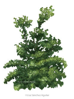 Hawthorn (Crataegus monogyna) tree